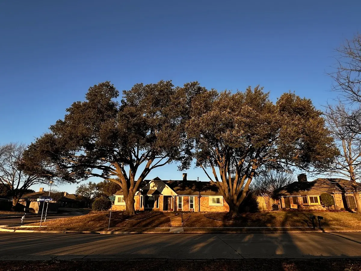 Established residential canopy tree shading a home in Riverside